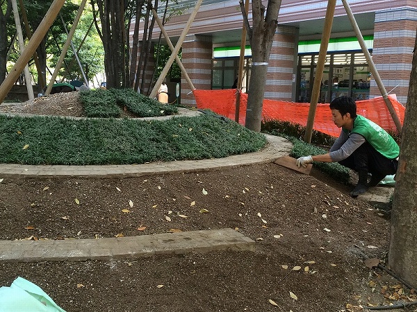 No.106 武蔵小杉の顔　シリーズ　第三弾　波紋の広場に新植物の登場です！