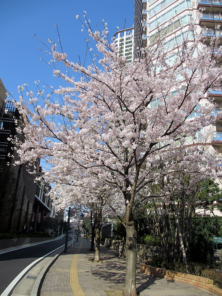 20150331sakura01