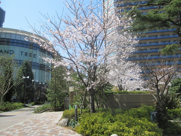 20150331sakura05