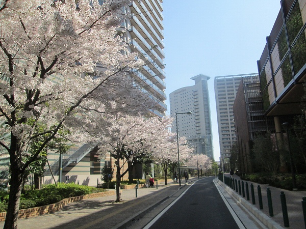 20150331sakura12