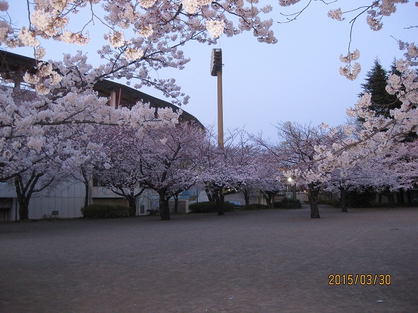 ②等々力陸上競技場サイドの桜