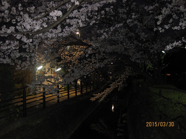 ③二ヶ領用水沿いの夜桜