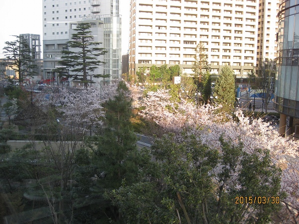 ①マンション内から見たミッドスカイタワーの桜並木