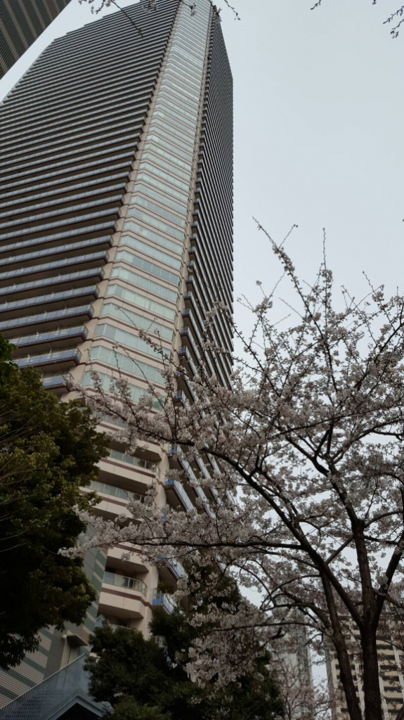 No.224 桜