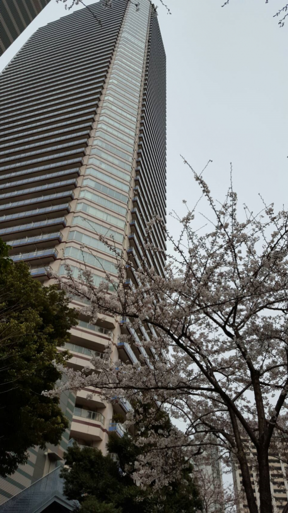 桜