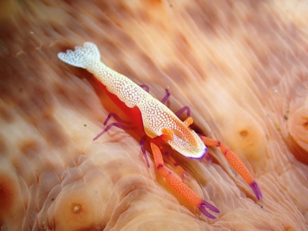 No.653 日帰りダイビング